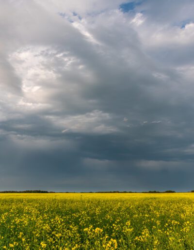 Farm land and canola crops, Saskatchewan, Canada.