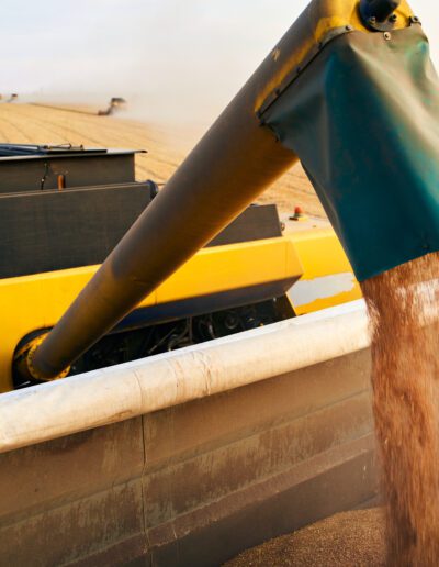 Overloading grain from the combine harvesters into grain truck in the field. Harvester unloder pouring just harvested wheat into grain box body. Farmers at work. Agriculture harvesting season theme.