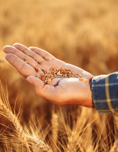 Close up of the farmer's hand holding spread out wheat grains checking the quality of the new year crop. Farm worker lays out the grains on his hand. Agricultural, harvest, business concept.